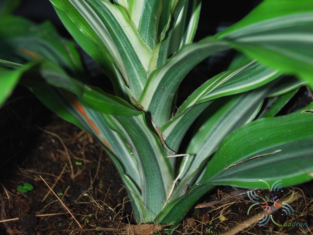 วาสนาประกายทอง Dracaena fragrans ‘Lemon Lime’