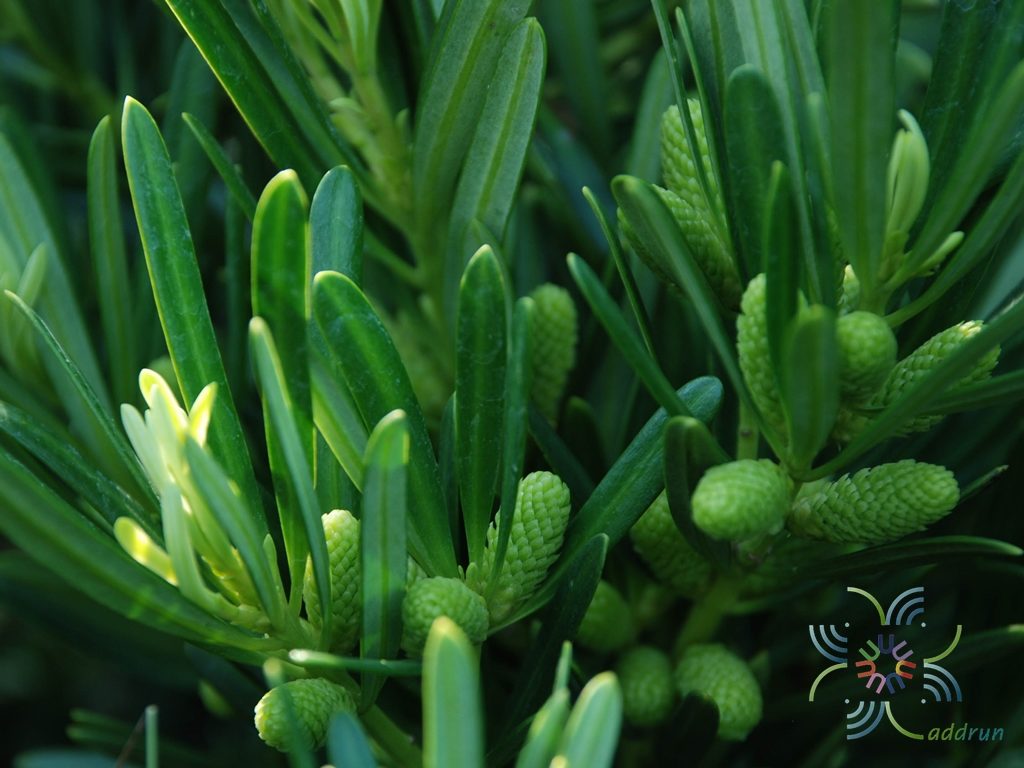 สนใบพาย Podocarps polystachyus R.Br. ex Endl.