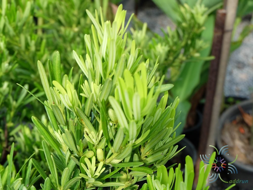 สนใบพาย Podocarps polystachyus R.Br. ex Endl.