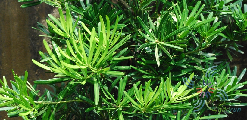 สนใบพาย Podocarps polystachyus R.Br. ex Endl.