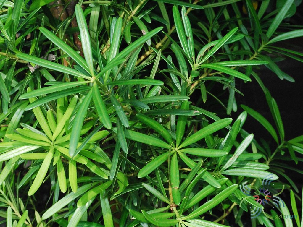 สนใบพาย Podocarps polystachyus R.Br. ex Endl.