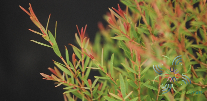 หลิวหอมแอฟริกา Juniperus sp.
