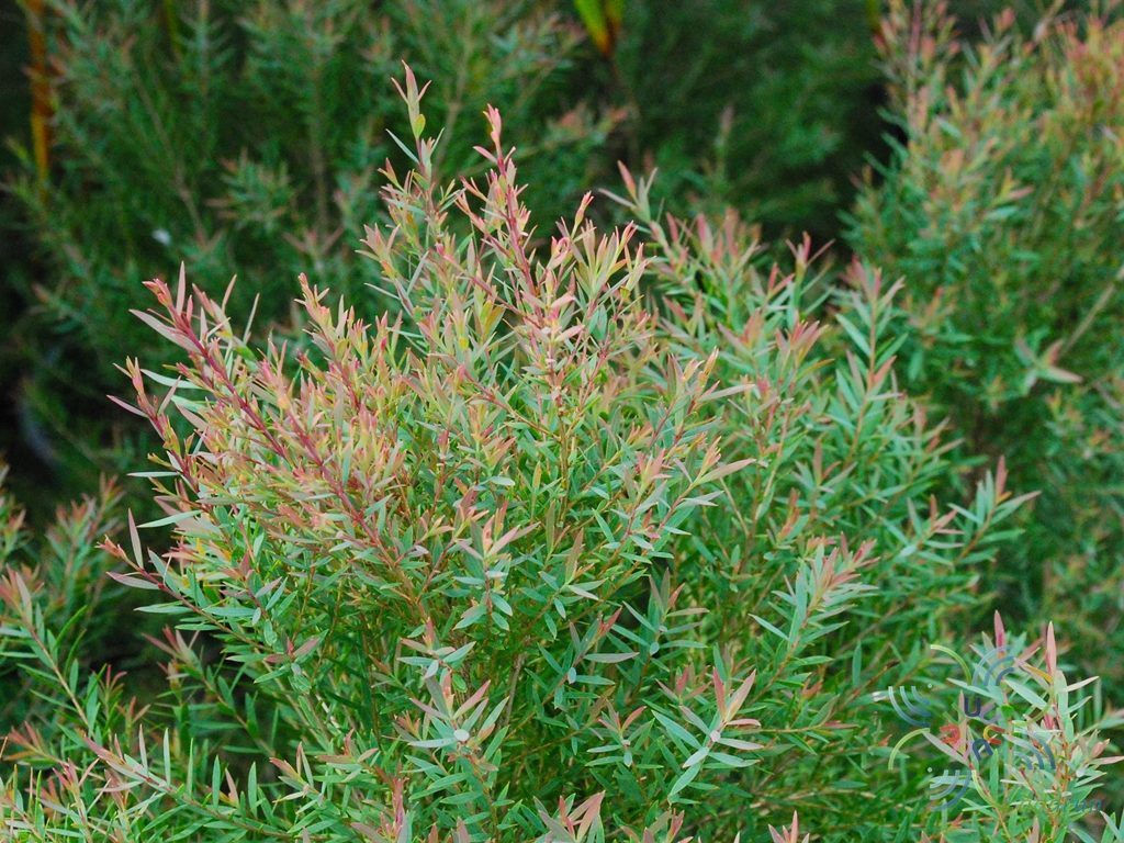 หลิวหอมแอฟริกา Juniperus sp.