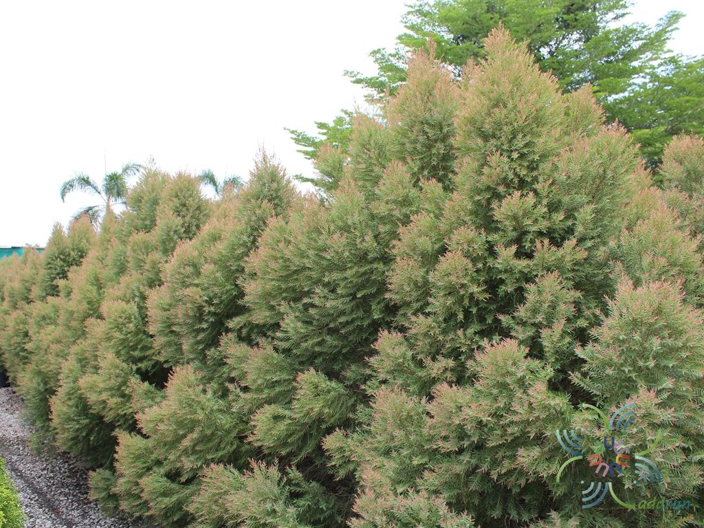 หลิวหอมแอฟริกา Juniperus sp.