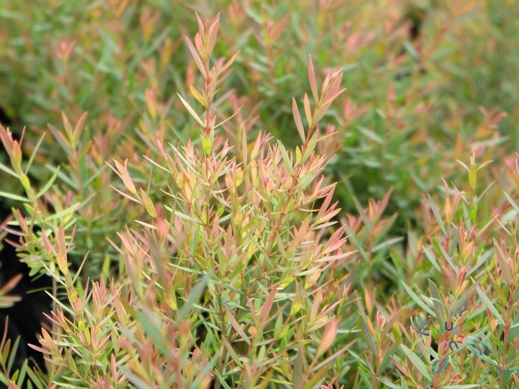 หลิวหอมแอฟริกา Juniperus sp.