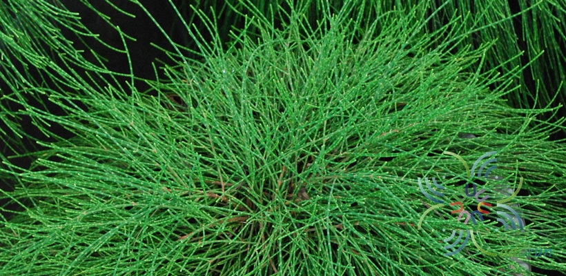 สนออสเตรเลีย Casuarina equisetifolia L.