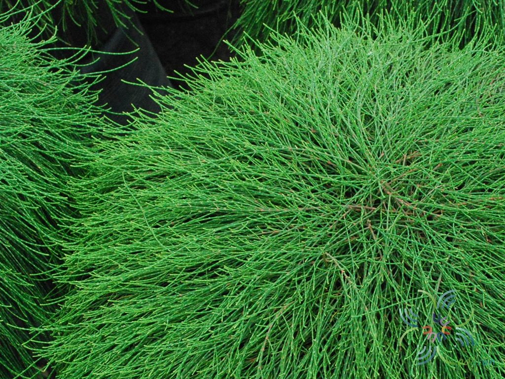 สนออสเตรเลีย Casuarina equisetifolia L.