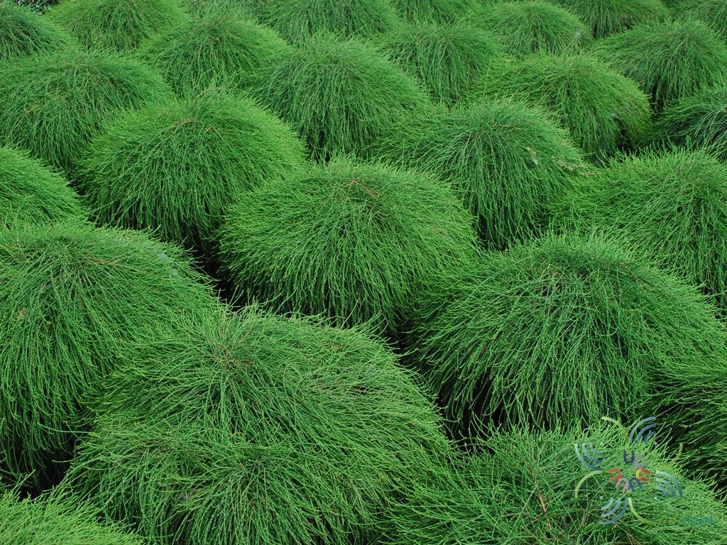 สนออสเตรเลีย Casuarina equisetifolia L.