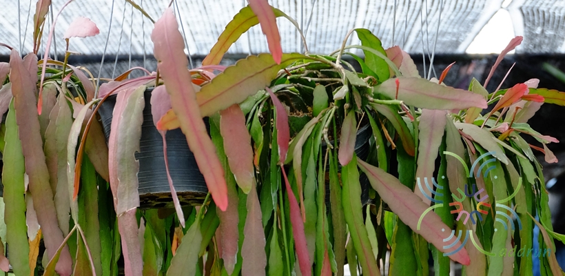 สายทับทิม Pseudorhipsalis ramulosa (Salm-Dyck) Barthlott