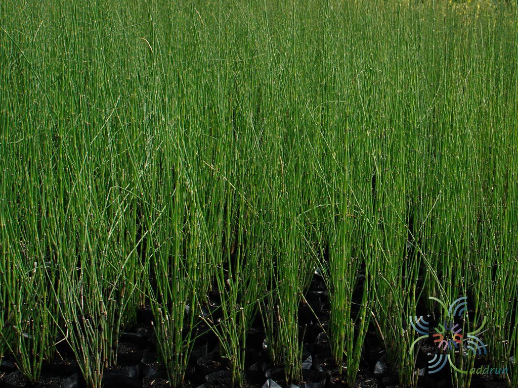 หญ้าถอดปล้อง Hippochaete debris (Roxb. ex Vaucher) Ching
