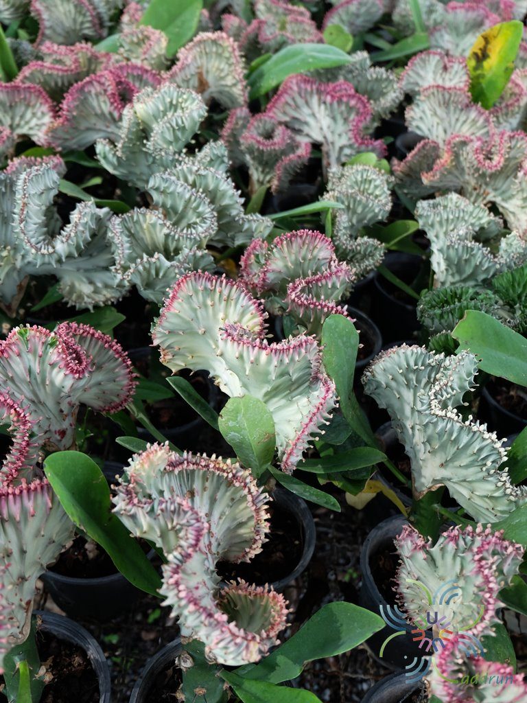 หยกนำโชค Euphorbia lacteal Haw. F. cristata grafted on Euphorbia neriifolia L.