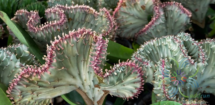 หยกนำโชค Euphorbia lacteal Haw. F. cristata grafted on Euphorbia neriifolia L.