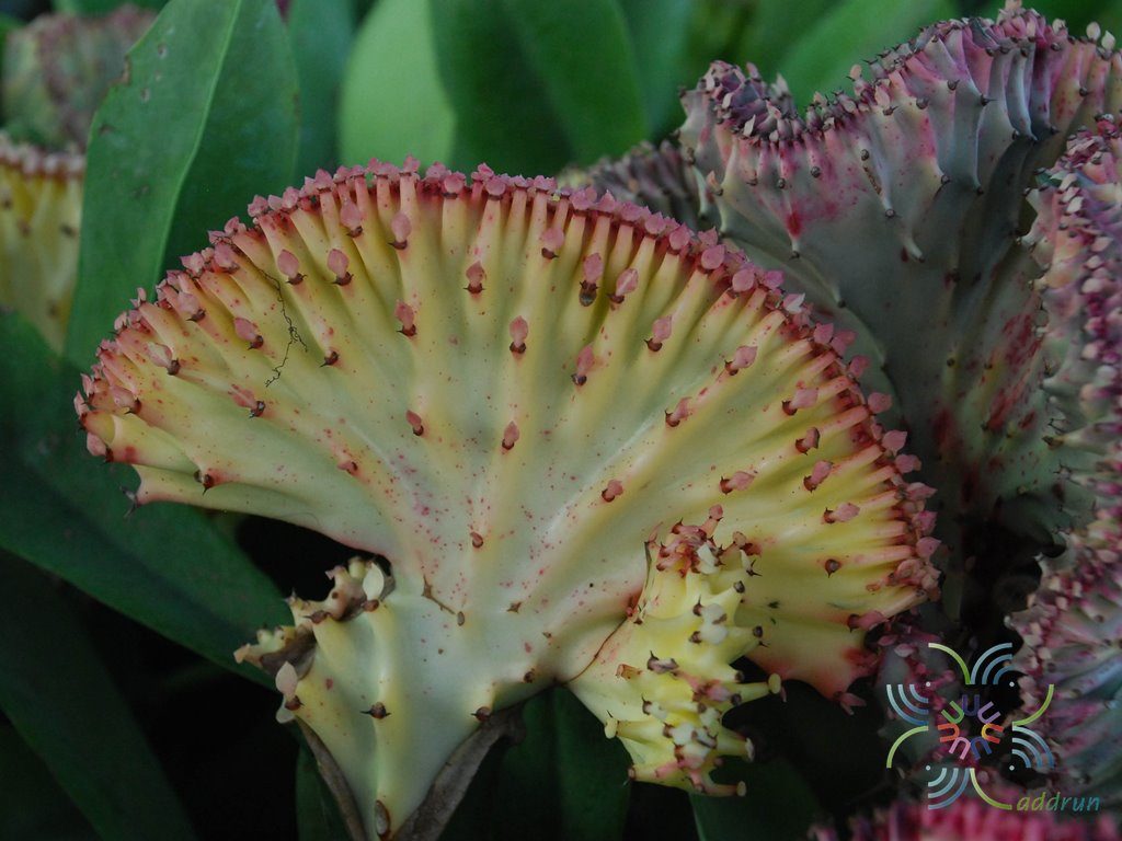 หยกนำโชค Euphorbia lacteal Haw. F. cristata grafted on Euphorbia neriifolia L.