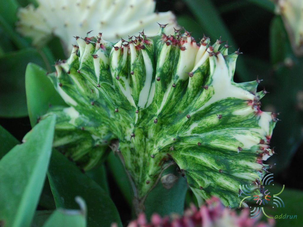 หยกนำโชค Euphorbia lacteal Haw. F. cristata grafted on Euphorbia neriifolia L.