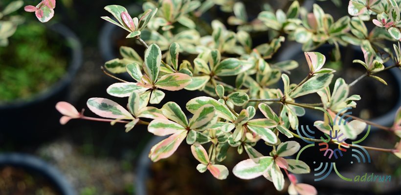 หูกระจงแคระด่าง Terminalia fatraea (Poir.) DC.