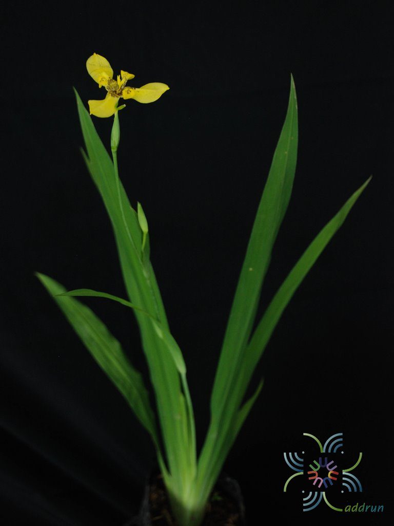 ไอริสน้ำ Neomarica longifolia (Link & Otto) Sprague