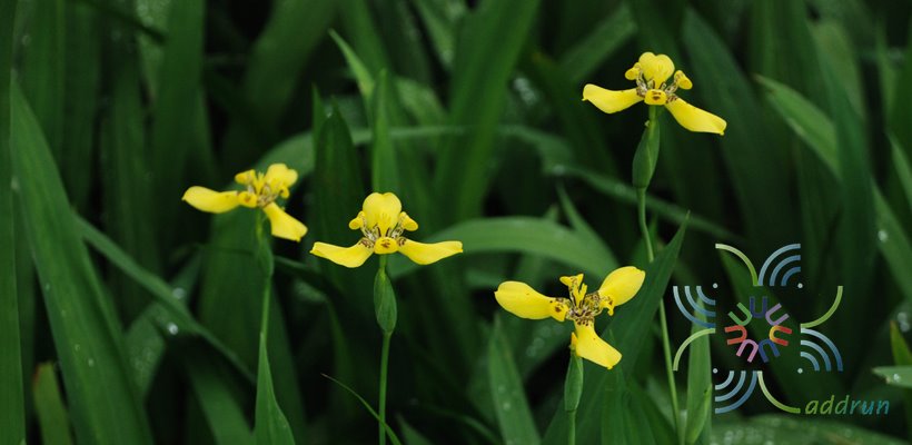 ไอริสน้ำ Neomarica longifolia (Link & Otto) Sprague