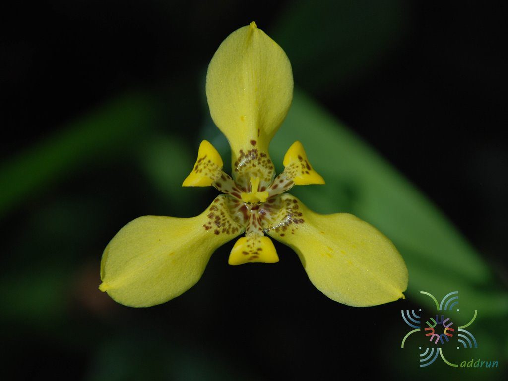 ไอริสน้ำ Neomarica longifolia (Link & Otto) Sprague