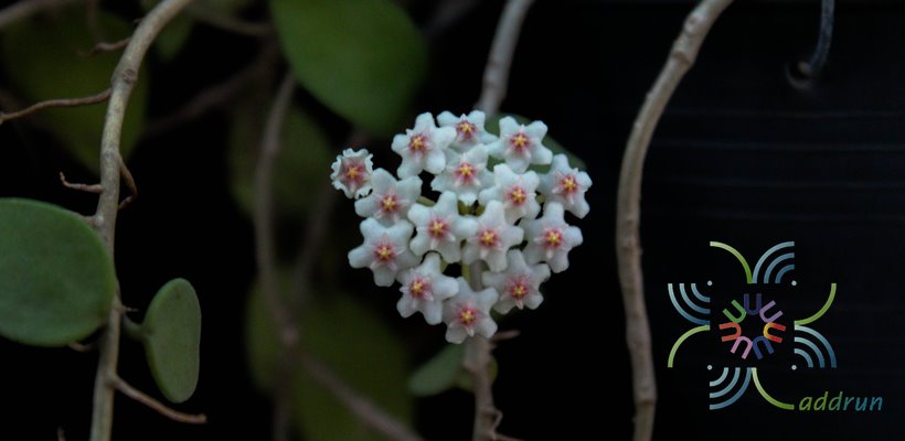 โฮย่า #1 Hoya carnosa sp.