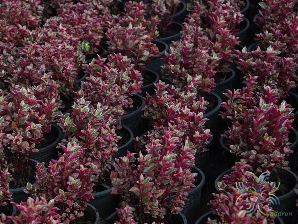 เกล็ดทับทิม Alternanthera sp.