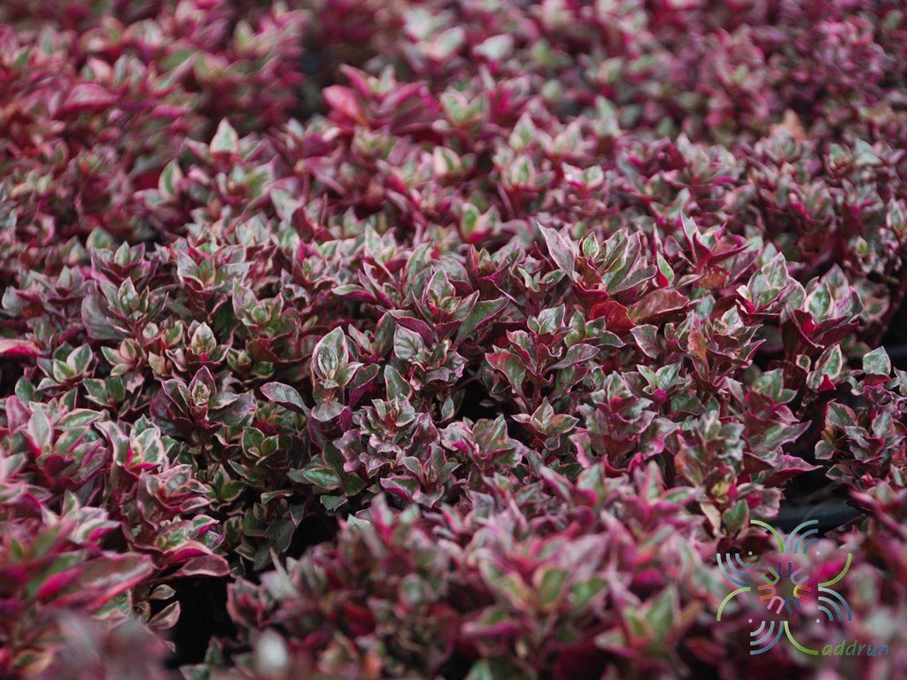 เกล็ดทับทิม Alternanthera sp.