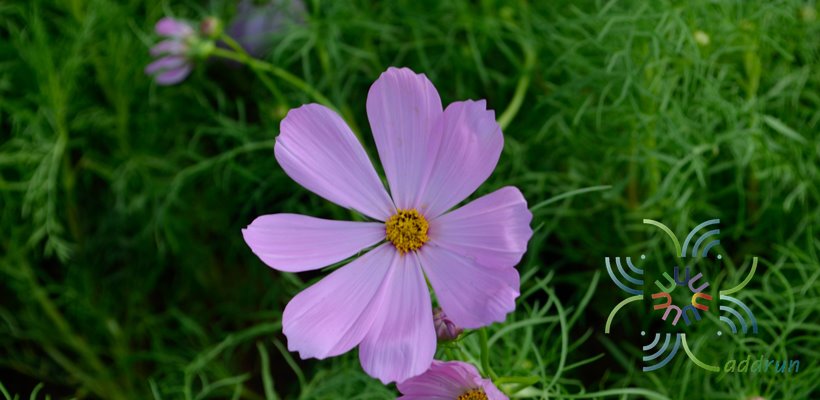 คอสมอส Cosmos bipinnatus Cav.