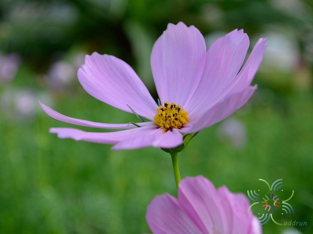 คอสมอส Cosmos bipinnatus Cav.