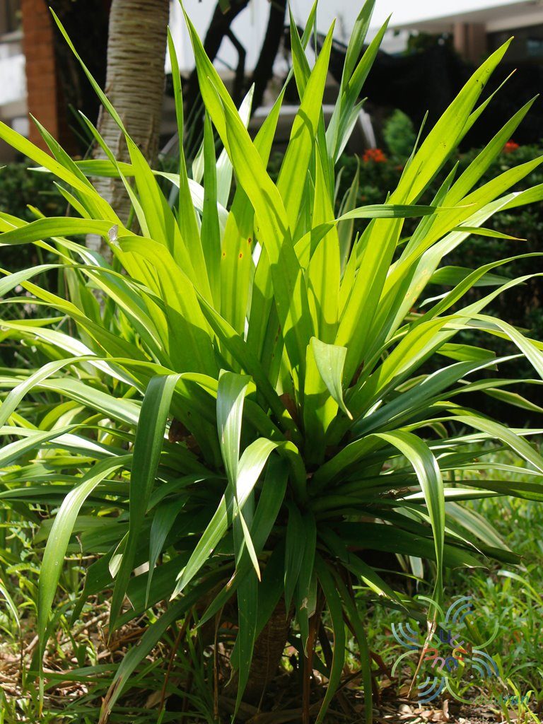 จันทร์ผาคอมแพค Dracaena lochinchinensis (Lour.) S.C.Chen