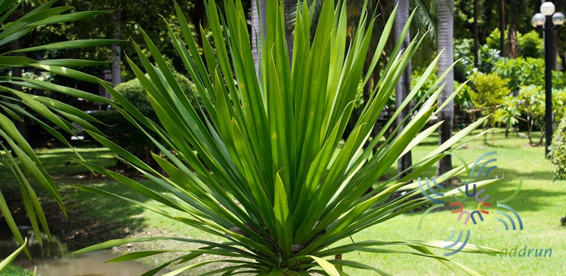 จันทร์ผาคอมแพค Dracaena lochinchinensis (Lour.) S.C.Chen