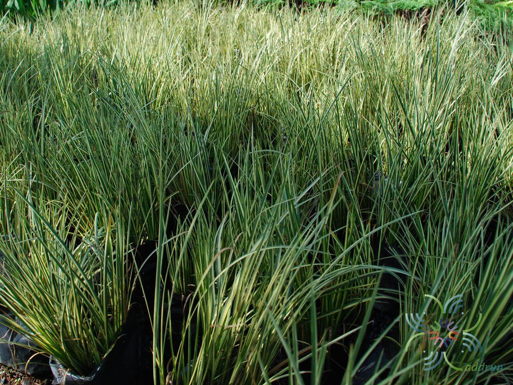 ดาบญี่ปุ่น Acorus calamus L.