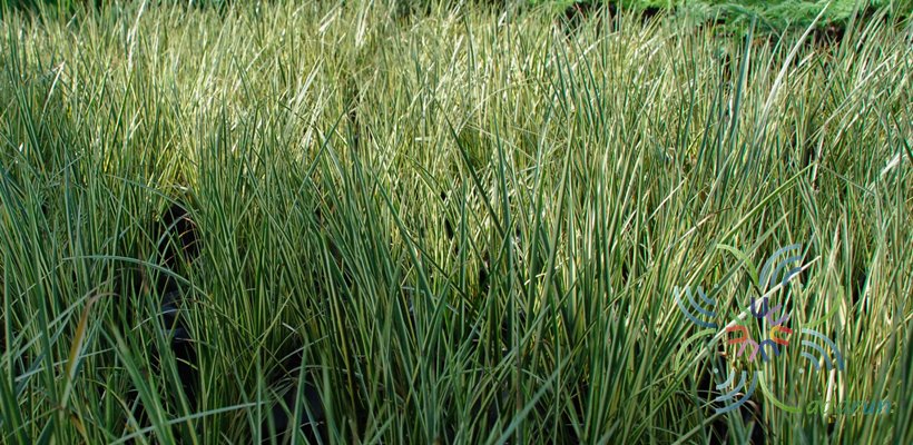 ดาบญี่ปุ่น Acorus calamus L.