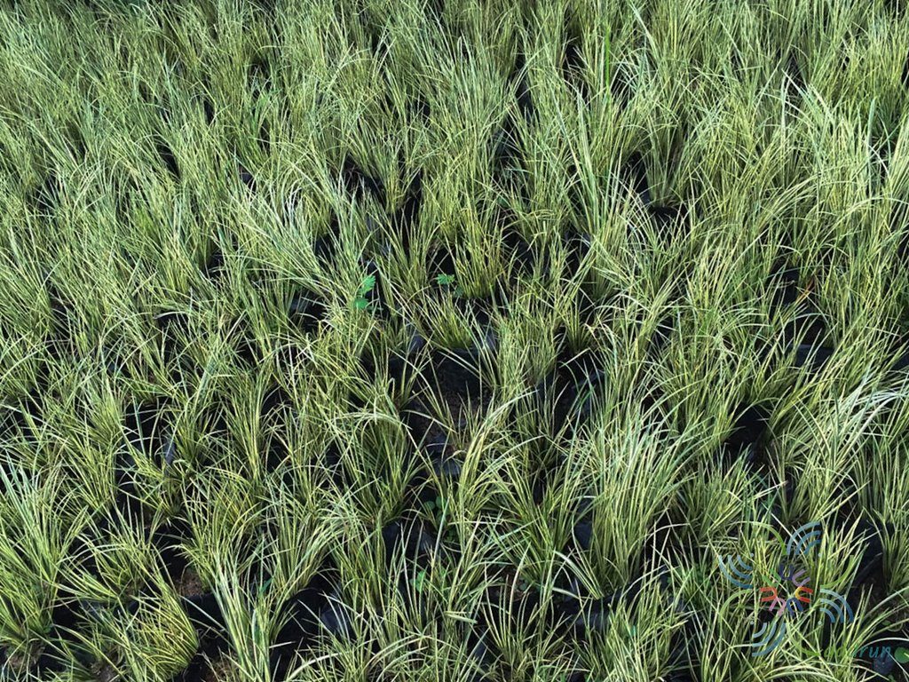 ดาบญี่ปุ่น Acorus calamus L.