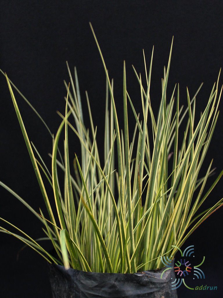 ดาบญี่ปุ่น Acorus calamus L.