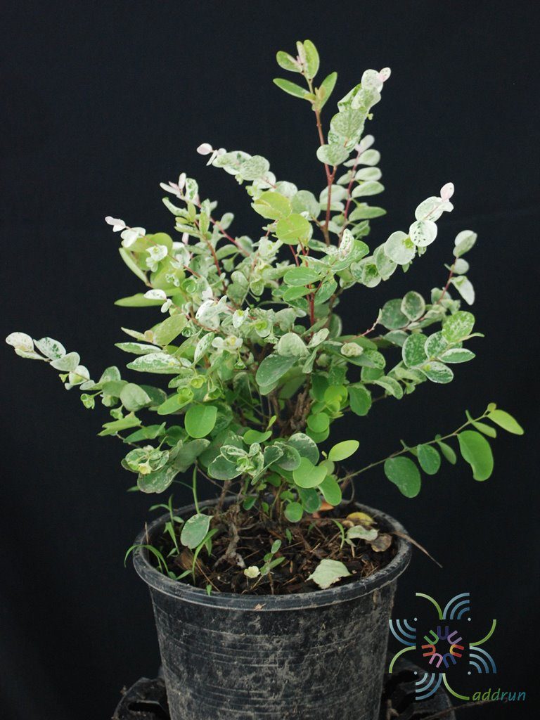 โตเกียวสโนว์ Pithecellobium dulce (Roxb.) Benth