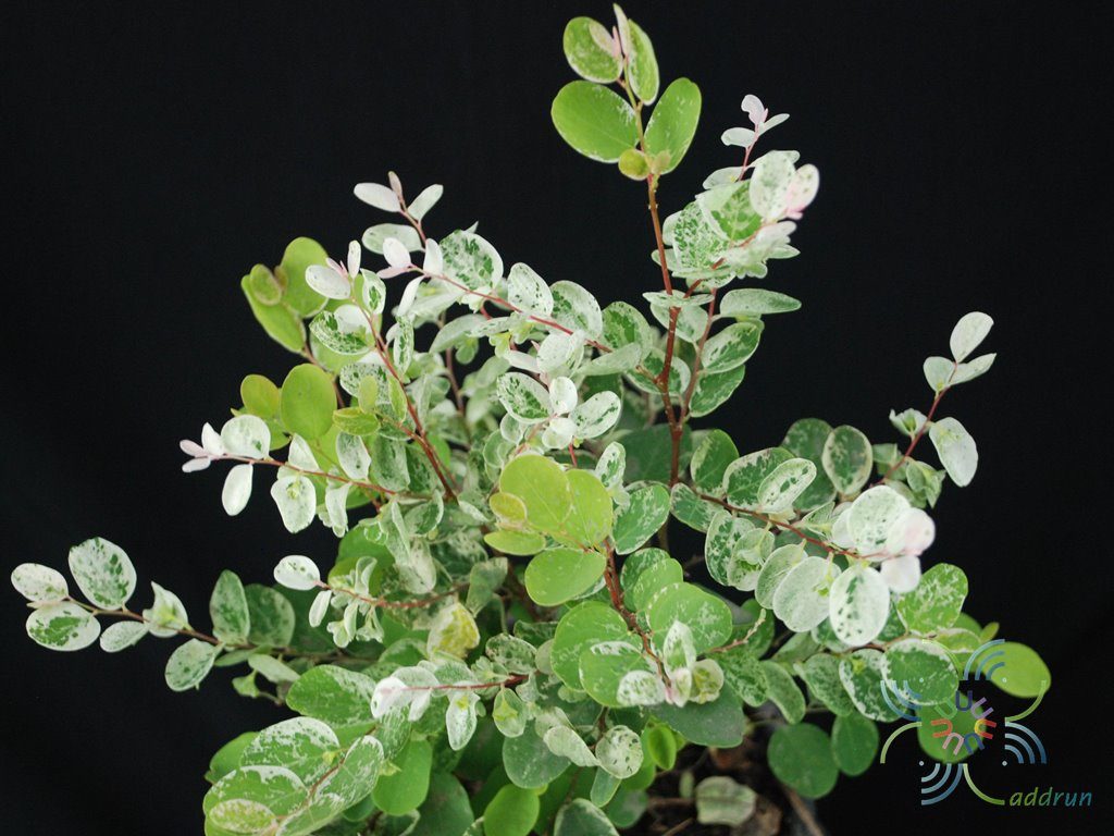 โตเกียวสโนว์ Pithecellobium dulce (Roxb.) Benth