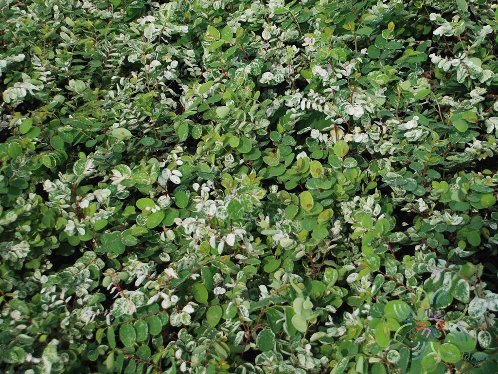 โตเกียวสโนว์ Pithecellobium dulce (Roxb.) Benth