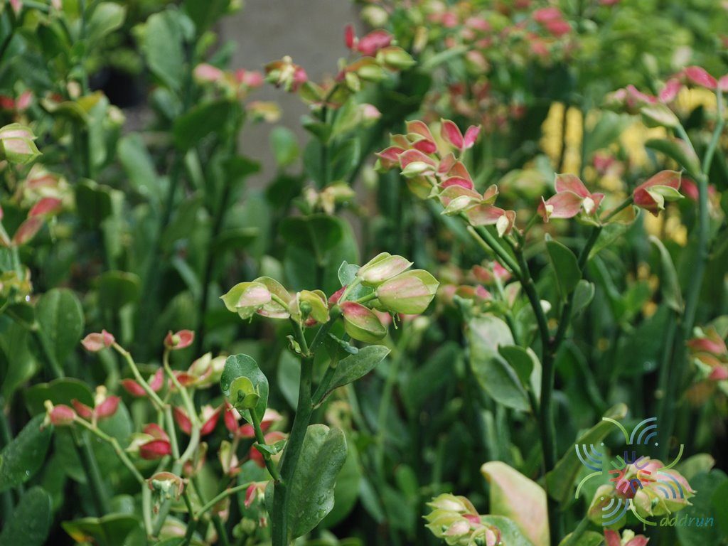 นกน้อยนำโชค Euphorbia bracteate Jacq.