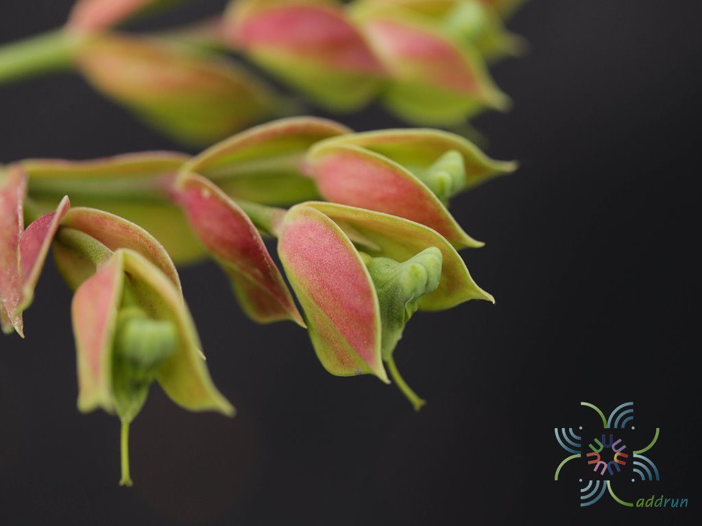 นกน้อยนำโชค Euphorbia bracteate Jacq.