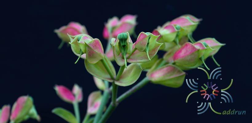 นกน้อยนำโชค Euphorbia bracteate Jacq.