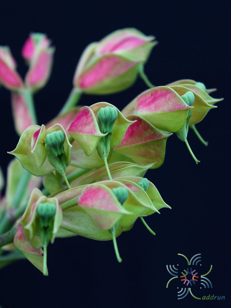 นกน้อยนำโชค Euphorbia bracteate Jacq.