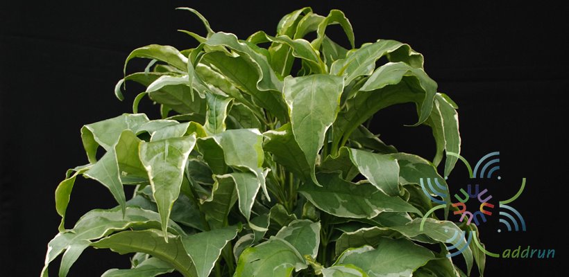 ใบเงินนอก Pseuderanthemum carruthersii (Seem.) Guillaumin