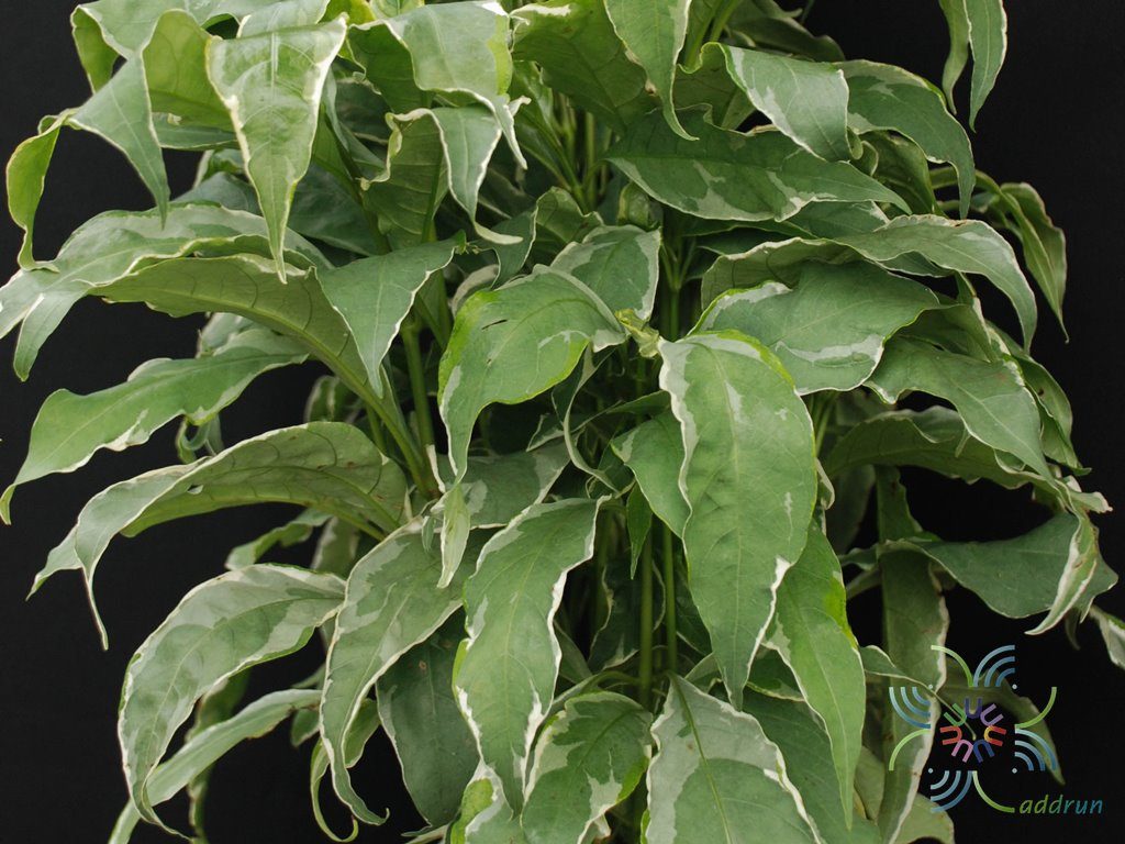 ใบเงินนอก Pseuderanthemum carruthersii (Seem.) Guillaumin