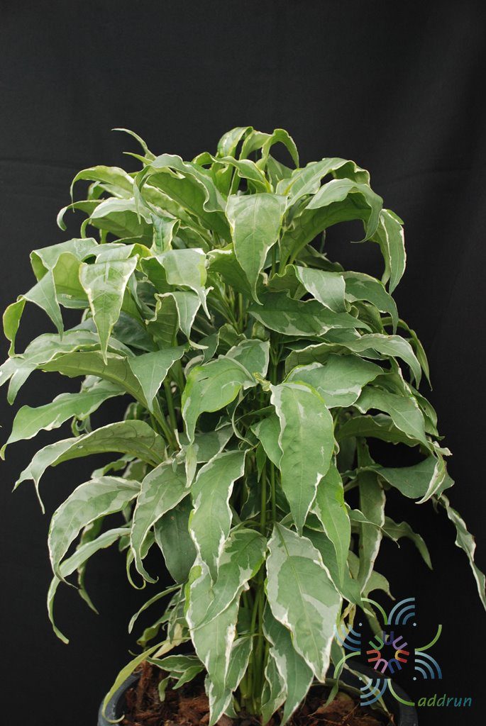 ใบเงินนอก Pseuderanthemum carruthersii (Seem.) Guillaumin