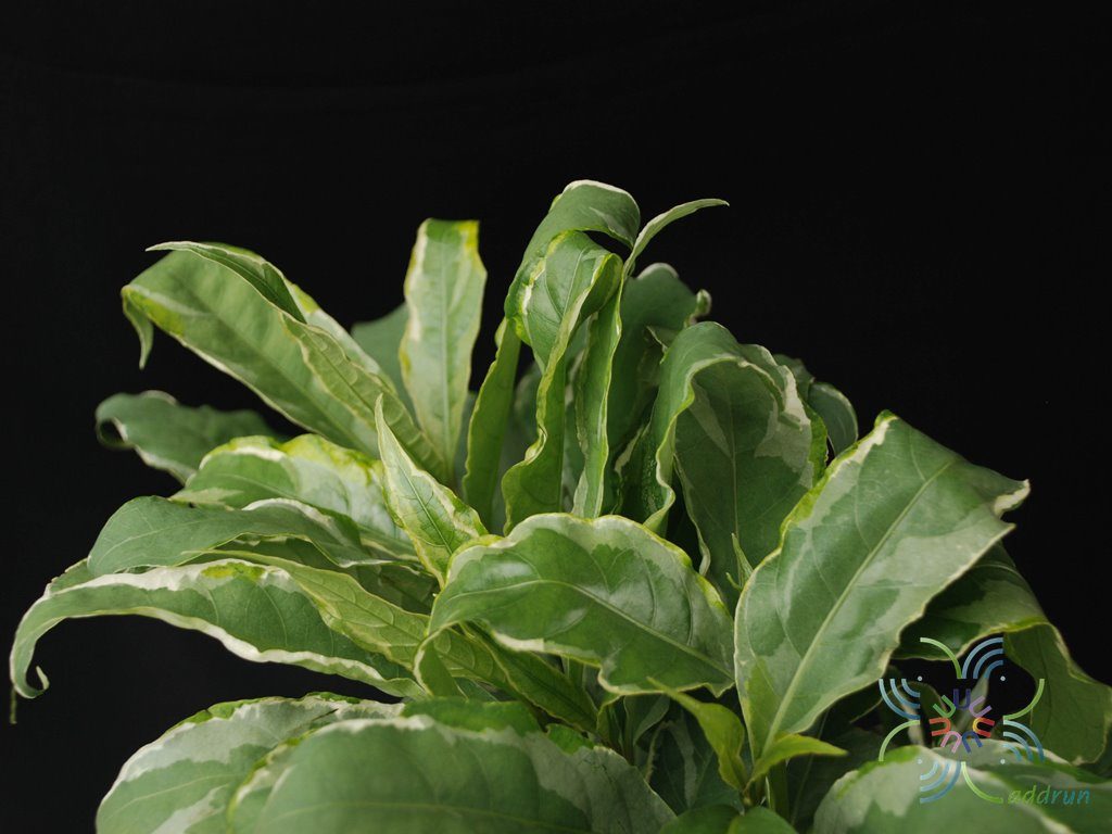 ใบเงินนอก Pseuderanthemum carruthersii (Seem.) Guillaumin
