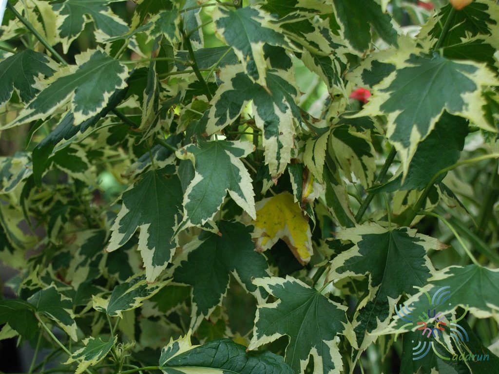 ชบาโคมด่าง Abutilon hybrid