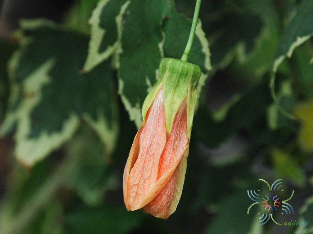 ชบาโคมด่าง Abutilon hybrid
