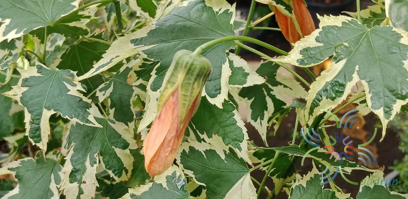 ชบาโคมด่าง Abutilon hybrid