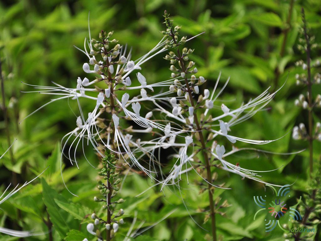 พยับเมฆ Orthosiphon aristatus (Blume) Miq.
