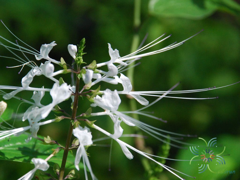 พยับเมฆ Orthosiphon aristatus (Blume) Miq.