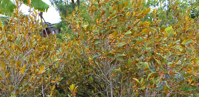 สาริกา Ficus deltoid Jack